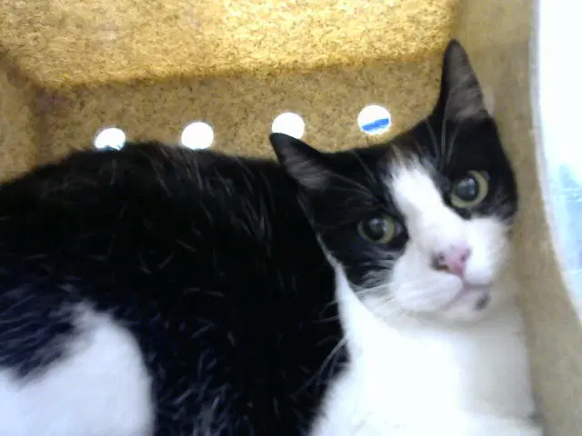 Juju - Abyssinian