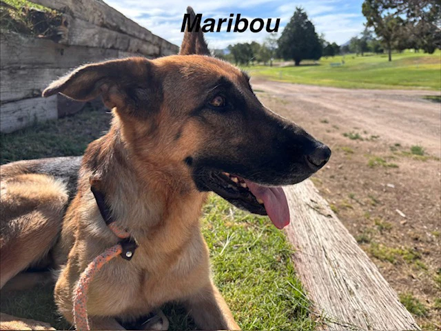 Maribou