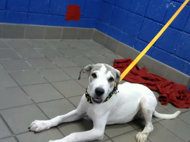 Milo - Labrador Retriever