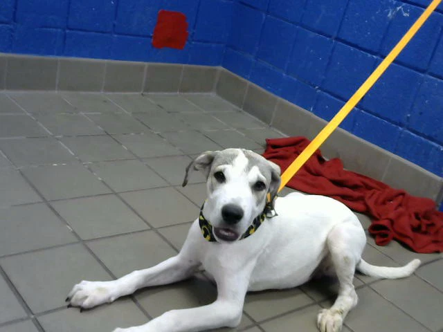Milo