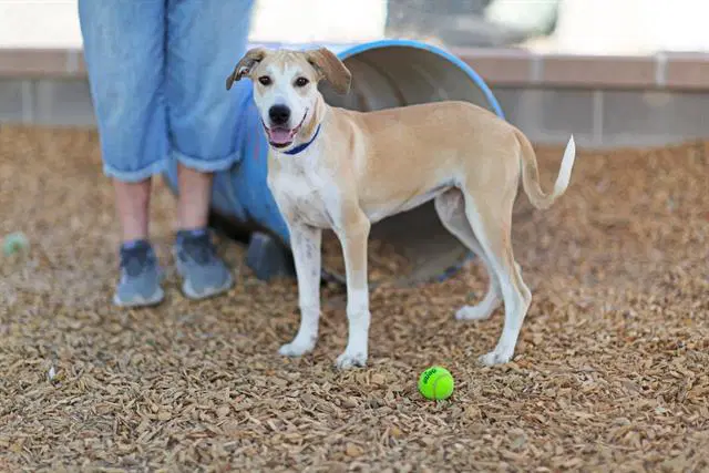 Neela - Labrador Retriever