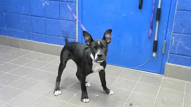 Stevie - Pit Bull Terrier