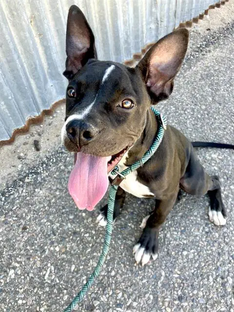 Stevie - Pit Bull Terrier