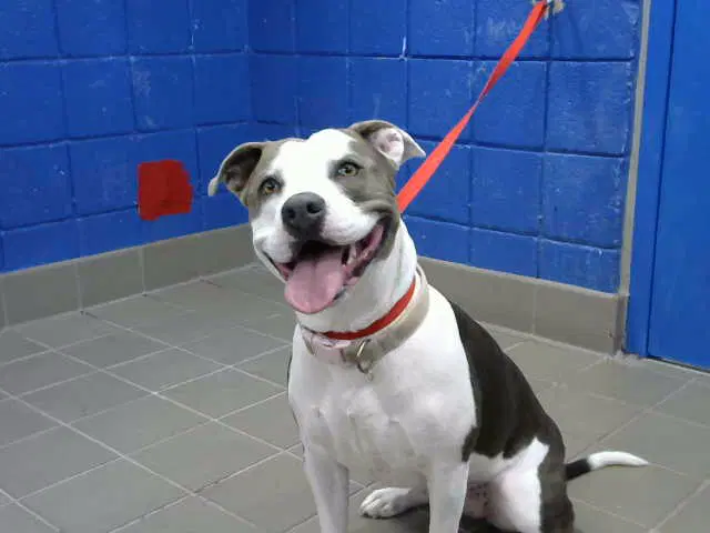 Diamond - Pit Bull Terrier