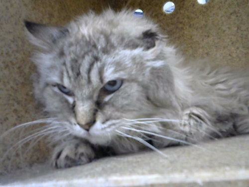 picture of the cat needing adoption