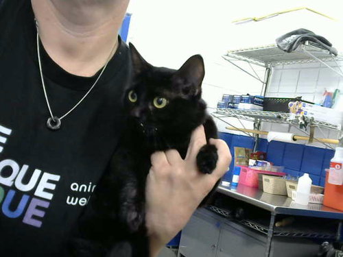 picture of the cat needing adoption
