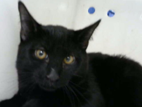 picture of the cat needing adoption
