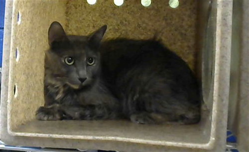 picture of the cat needing adoption