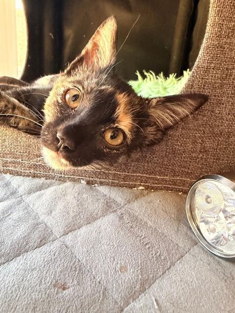 picture of the cat needing adoption