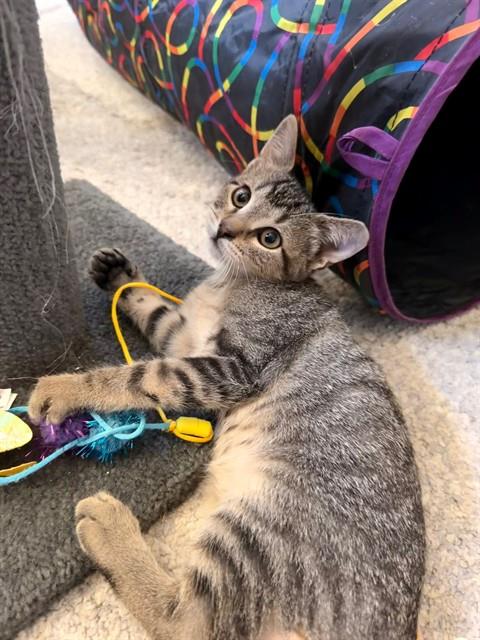 picture of the cat needing adoption