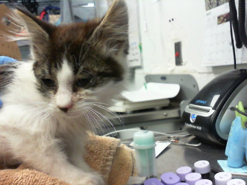 picture of the cat needing adoption
