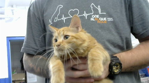 picture of the cat needing adoption