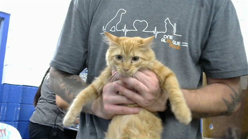 picture of the cat needing adoption