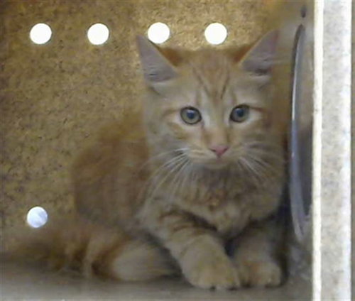 picture of the cat needing adoption
