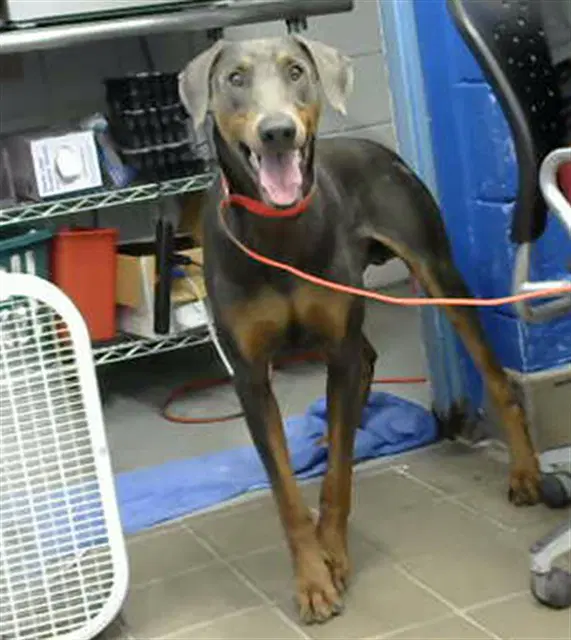 Brownie - Doberman Pinscher