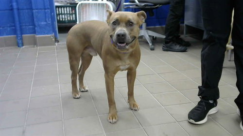 picture of the dog needing adoption