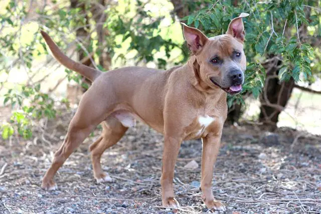 Duke - Pit Bull Terrier