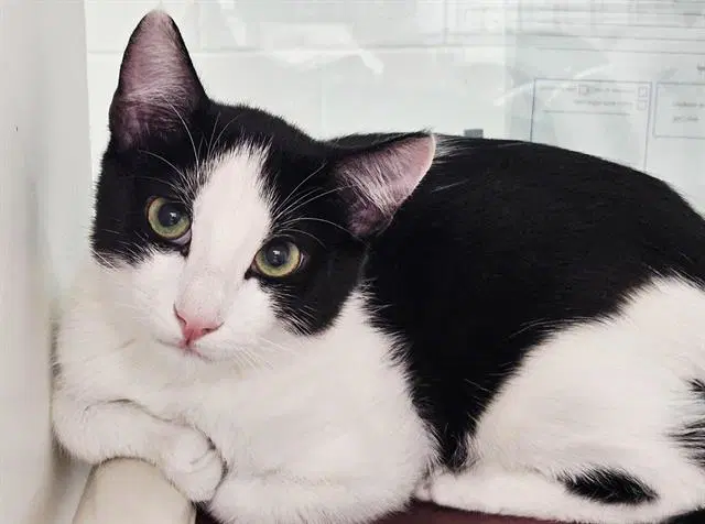 Carly - Domestic Short Hair