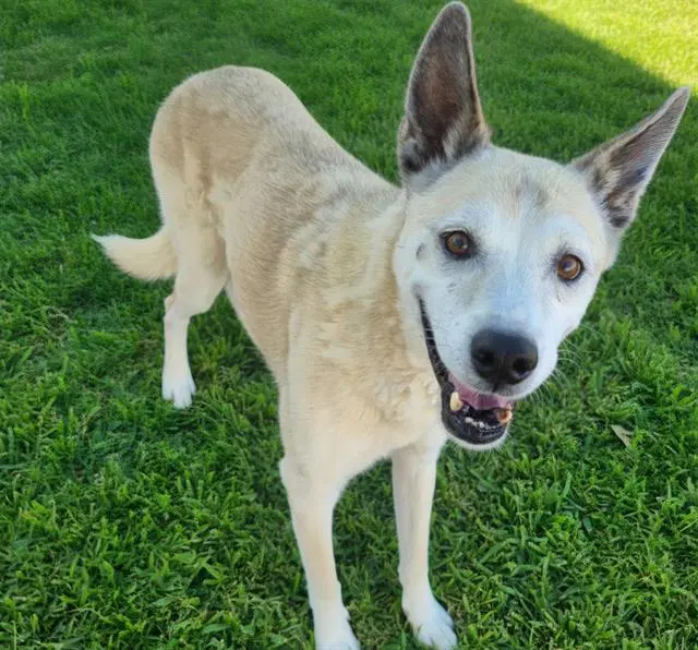 Togo - Siberian Husky