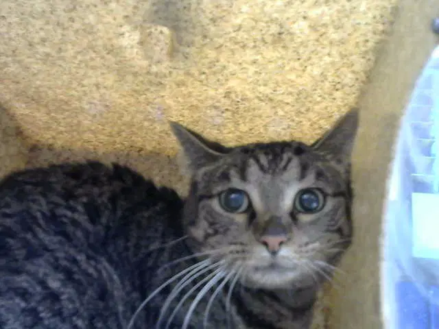 Giada - Domestic Short Hair