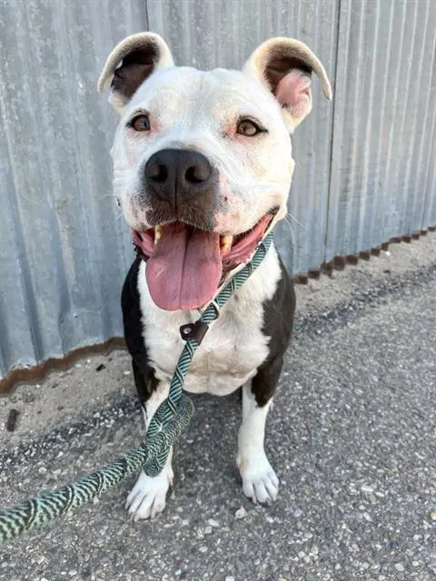 George - American Pit Bull Terrier