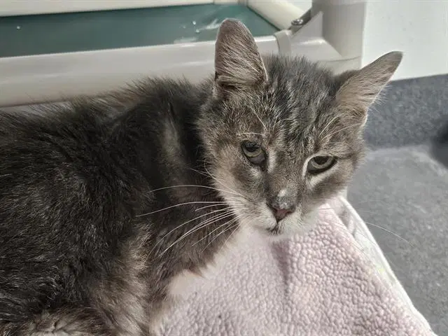 Fat Boy - Domestic Short Hair