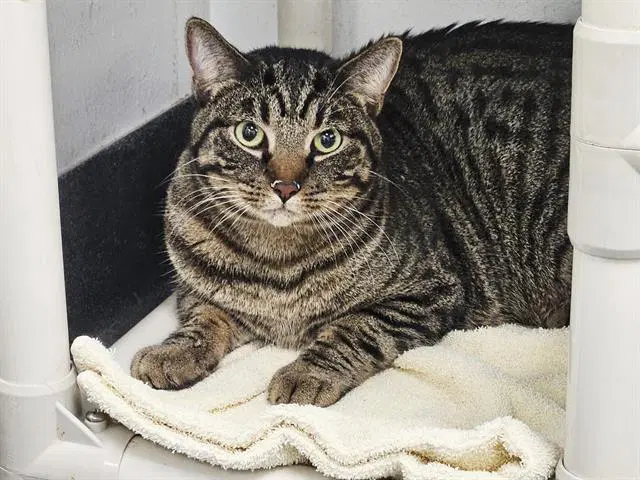 Clyde - Domestic Medium Hair