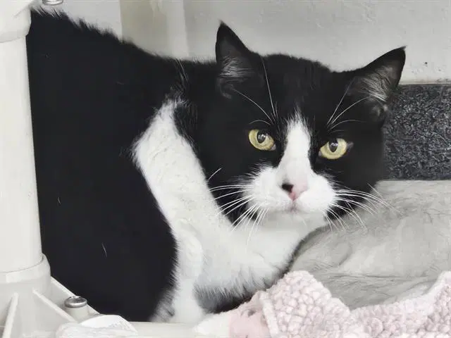 Ghost - Domestic Short Hair