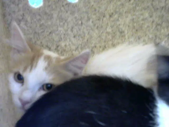 Carina - Domestic Short Hair