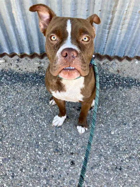 Brookie - Pit Bull Terrier