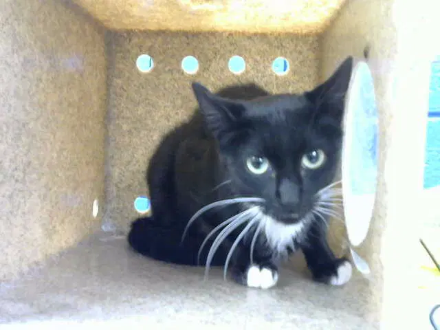 Frankie - Domestic Short Hair