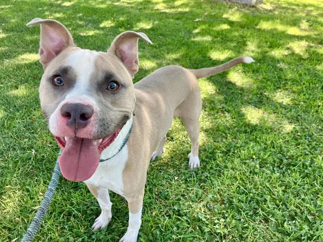 Ozzy - Pit Bull Terrier