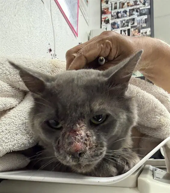 Smokey - Domestic Long Hair