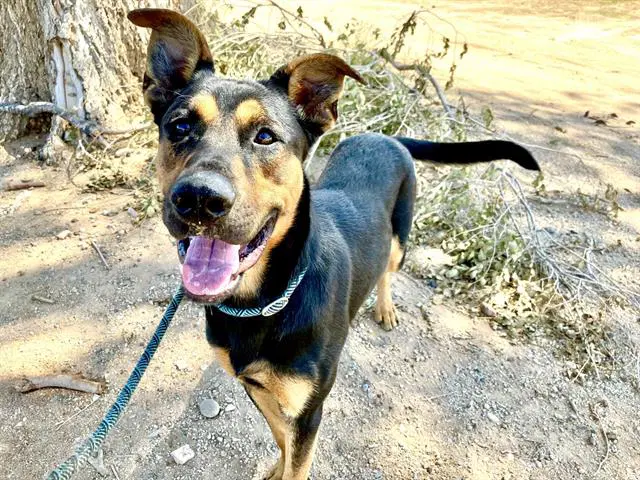 Smokey - German Shepherd Dog
