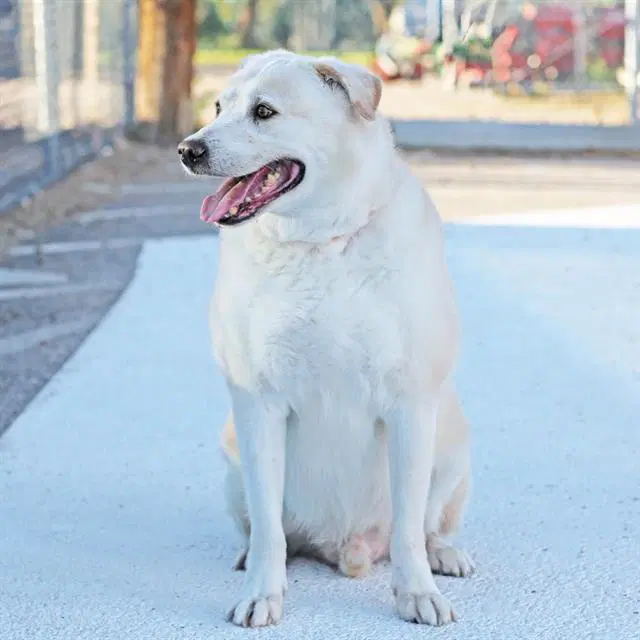 Forest - Labrador Retriever