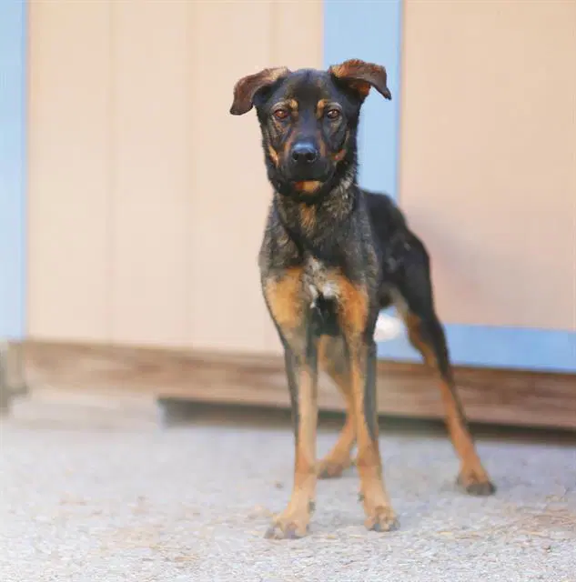 Blippi - German Shepherd Dog