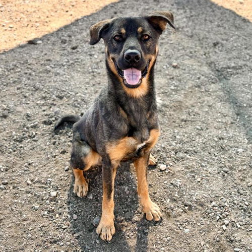 BLIPPI, a dog for adoption from Albuquerque Animal Services - Eastside