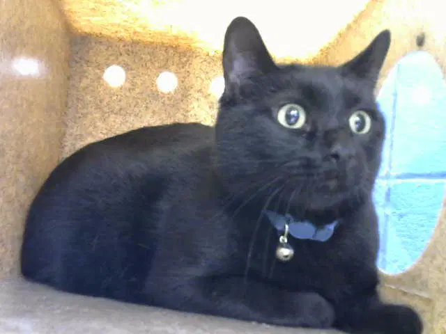 Mauve - Domestic Short Hair