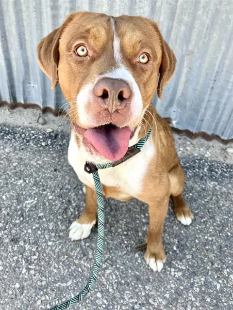 Russ - American Pit Bull Terrier