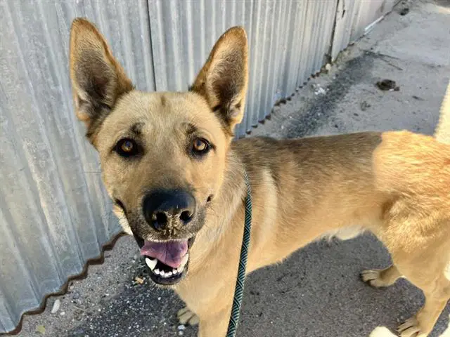 Max - German Shepherd Dog