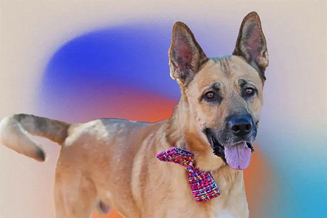Max - German Shepherd Dog