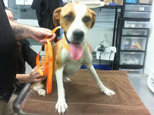 Lady image 1