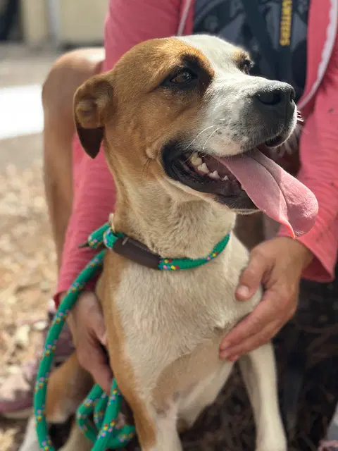 Lady - Pit Bull Terrier