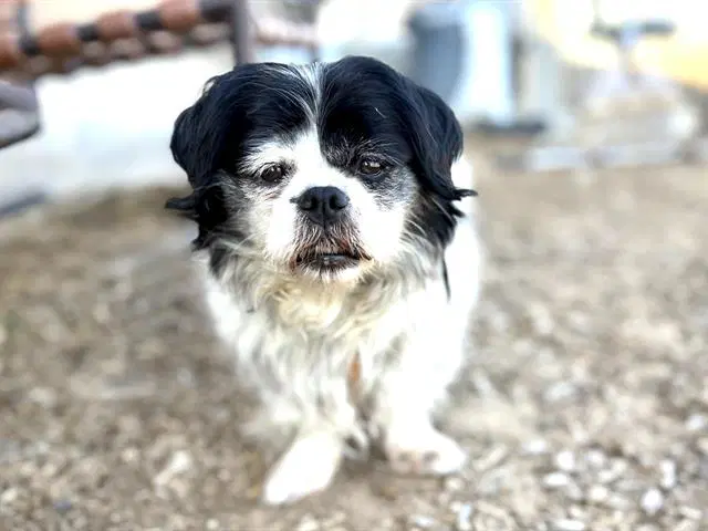 Couqueta - Shih Tzu