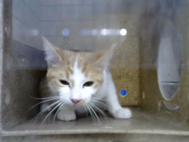 Cream Soda - Domestic Short Hair