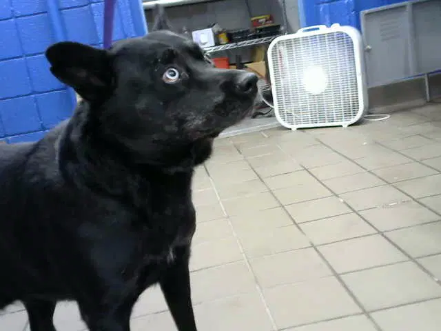 Athena - Akita