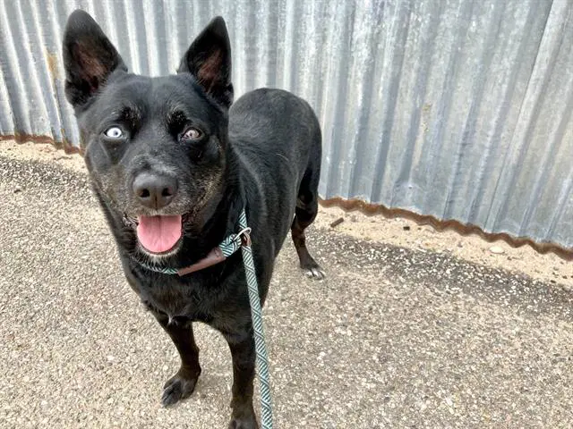 Athena - Australian Cattle Dog/Blue Heeler