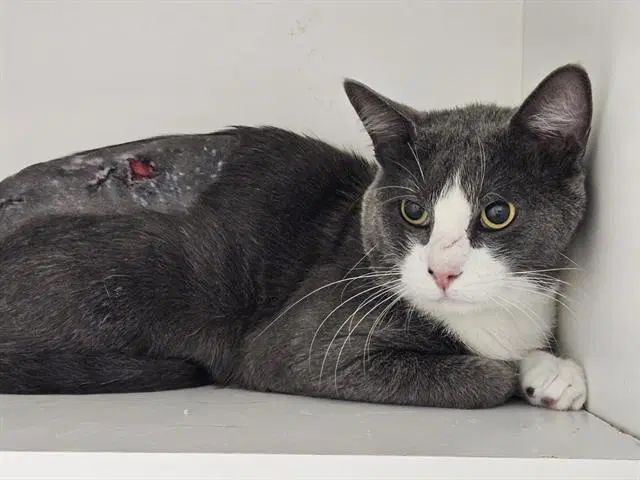 Sheep - Domestic Short Hair