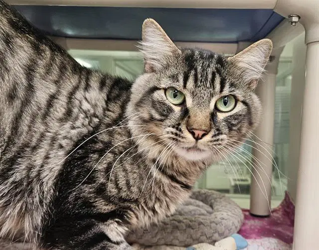 Baby - Domestic Short Hair