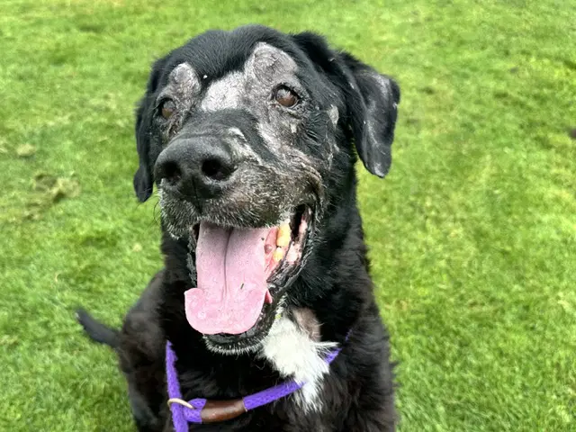 Kwayah - Labrador Retriever